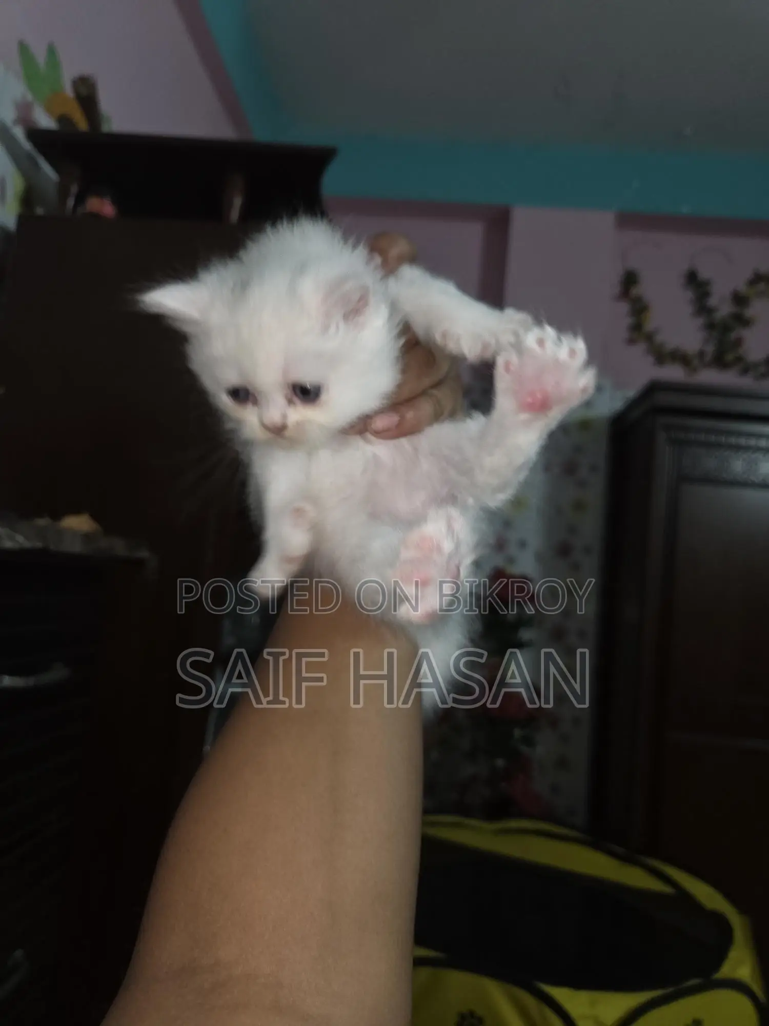 Persian kitten for sale