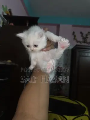 Persian kitten for sale