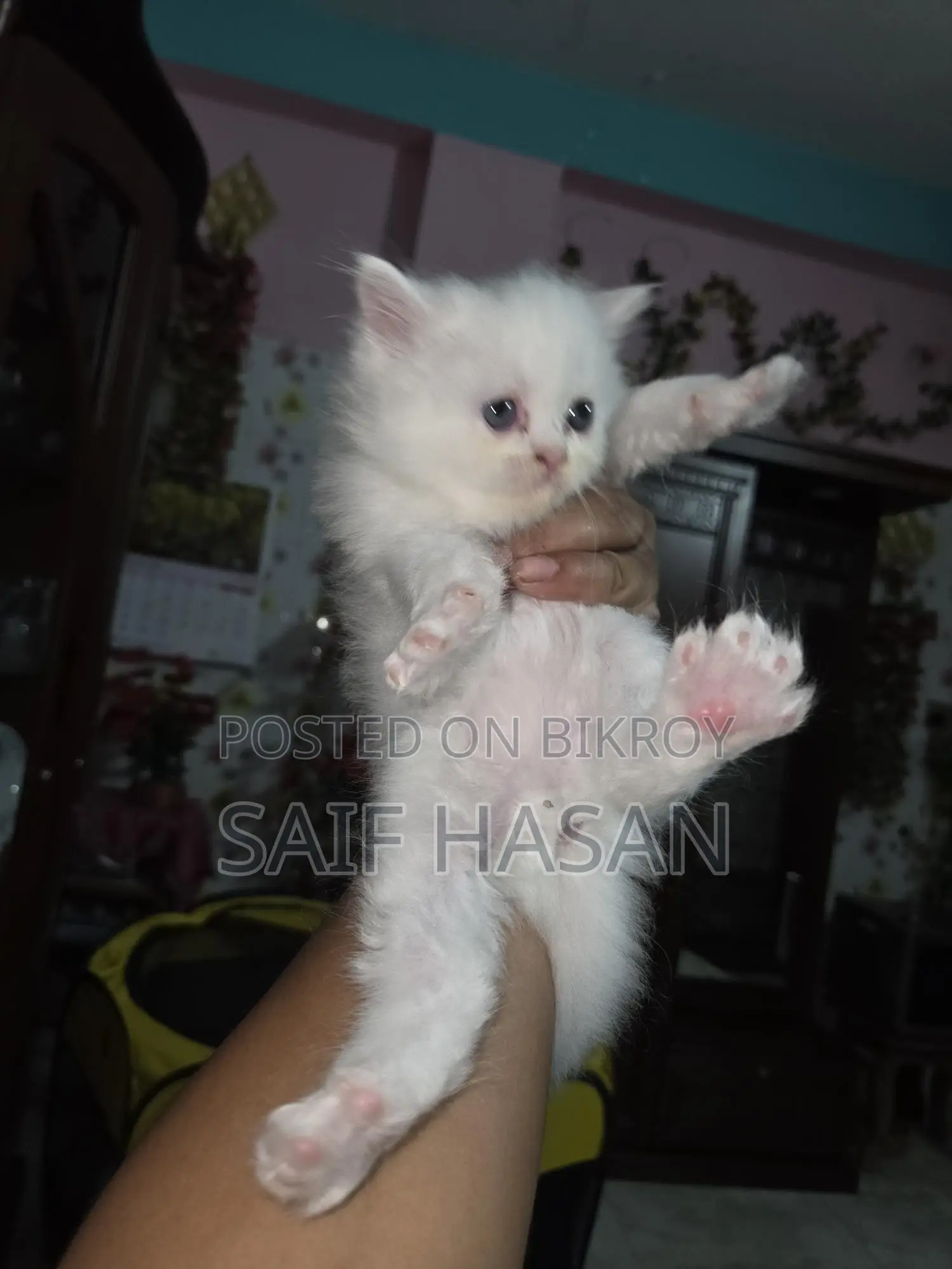 Persian kitten for sale