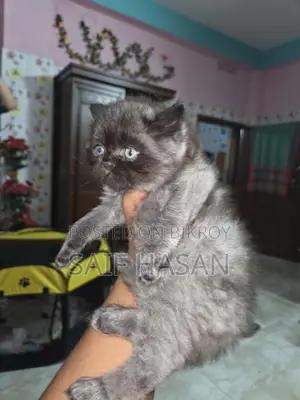 Persian kitten for sale