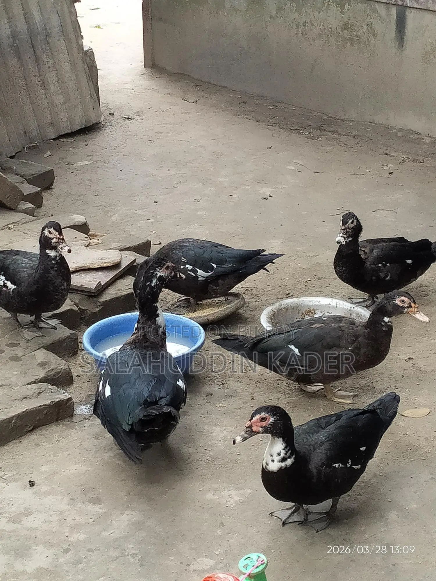 Chinese Duck