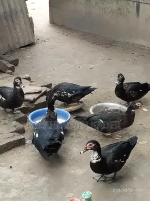 Chinese Duck