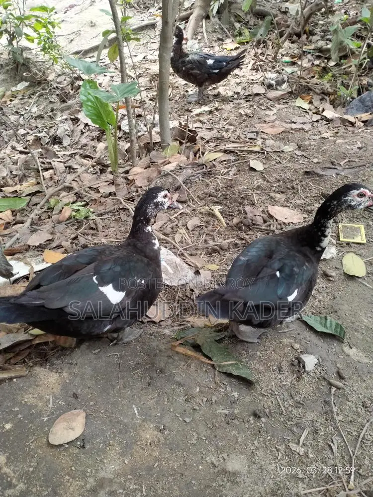 Chinese Duck