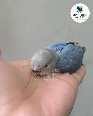 Tame Size Lovebird
