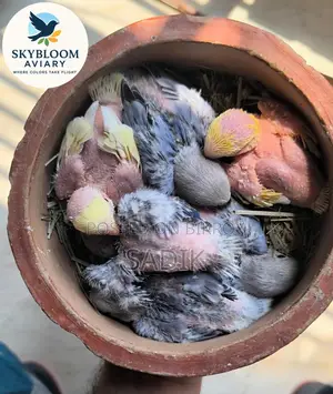 Tame Size Lovebird