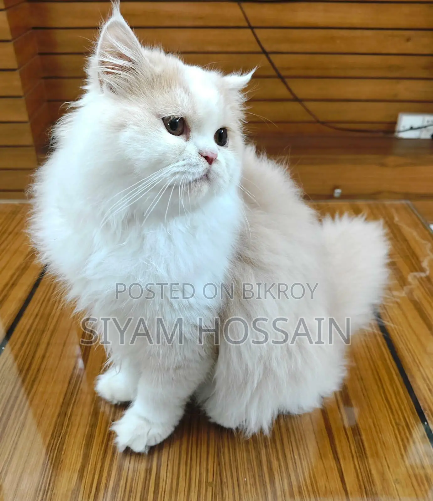 Persian Cat