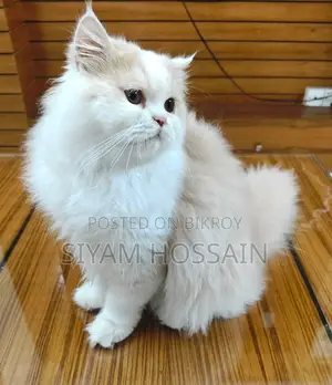 Persian Cat