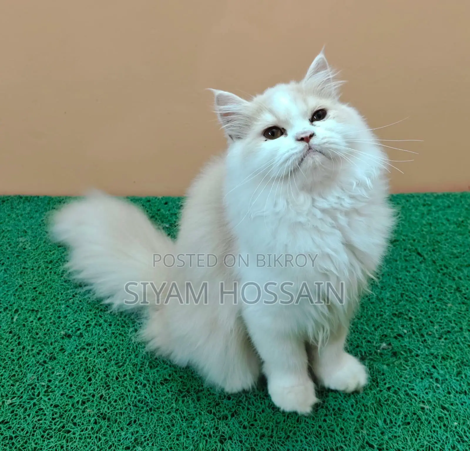 Persian Cat