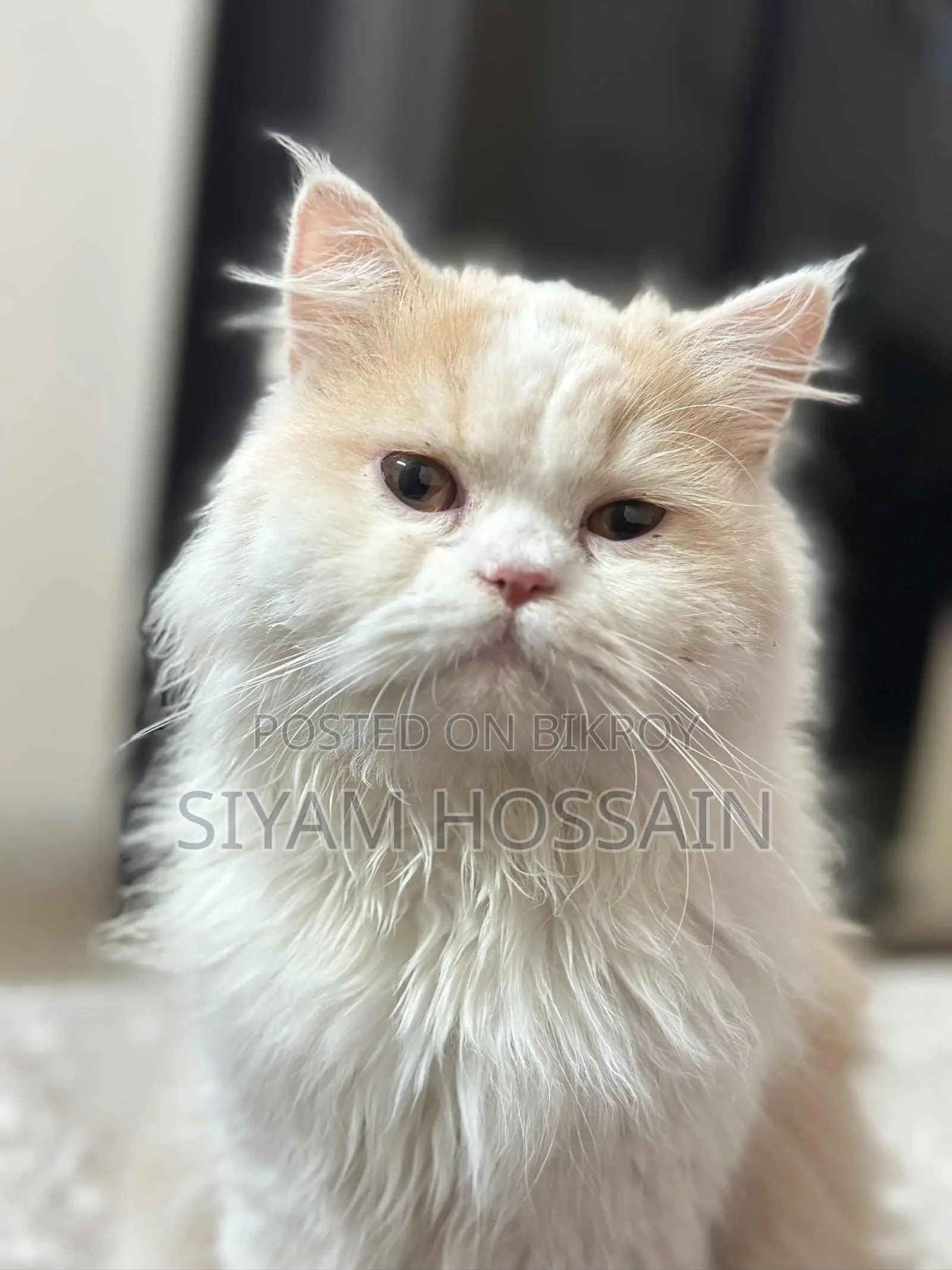 Persian Cat