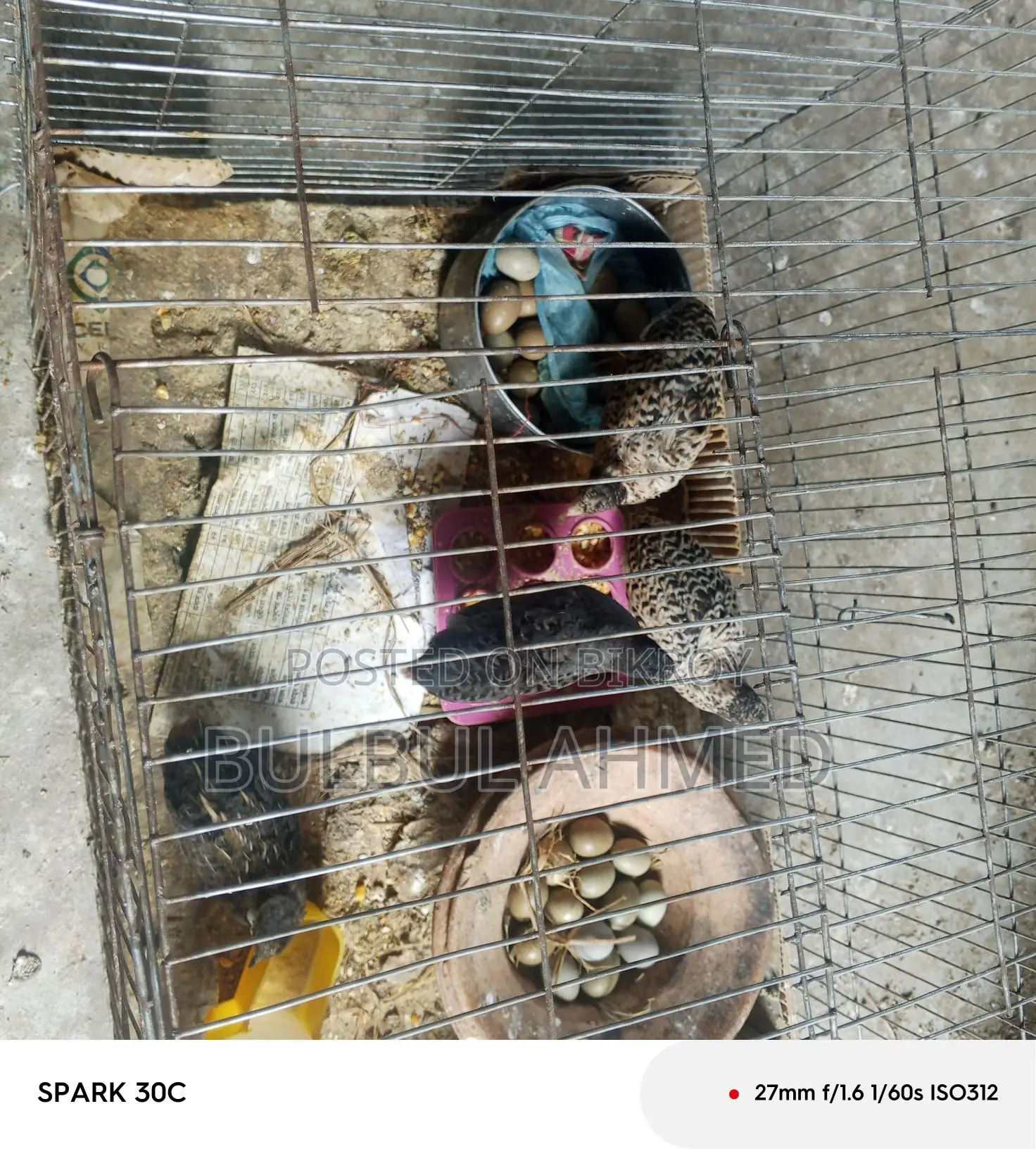 ডিম সহ কিং কোয়েল