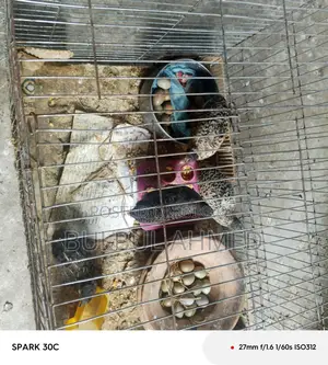 ডিম সহ কিং কোয়েল