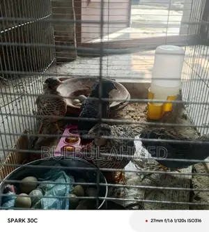 ডিম সহ কিং কোয়েল