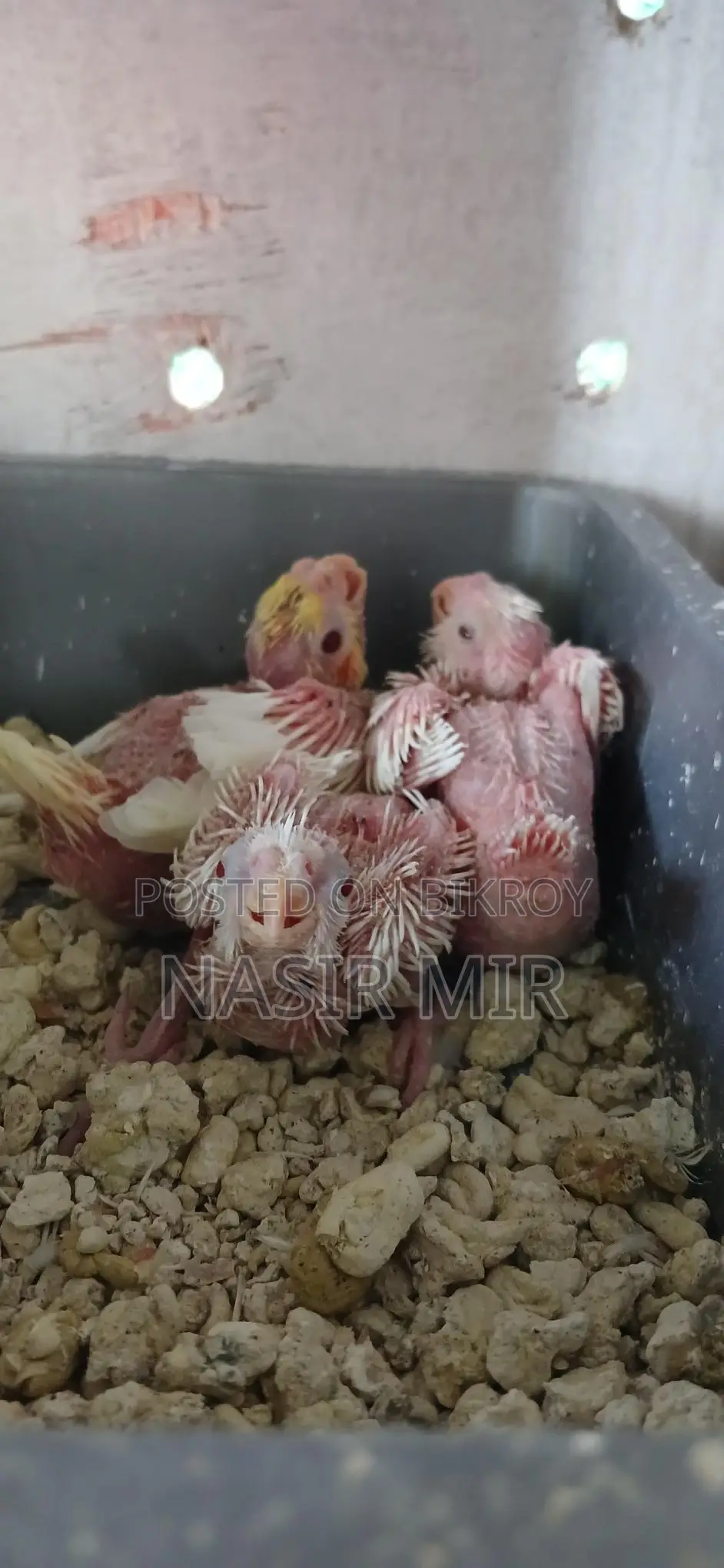 Three pairs of running Albino Cockatiels