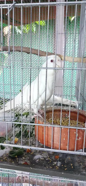 Three pairs of running Albino Cockatiels