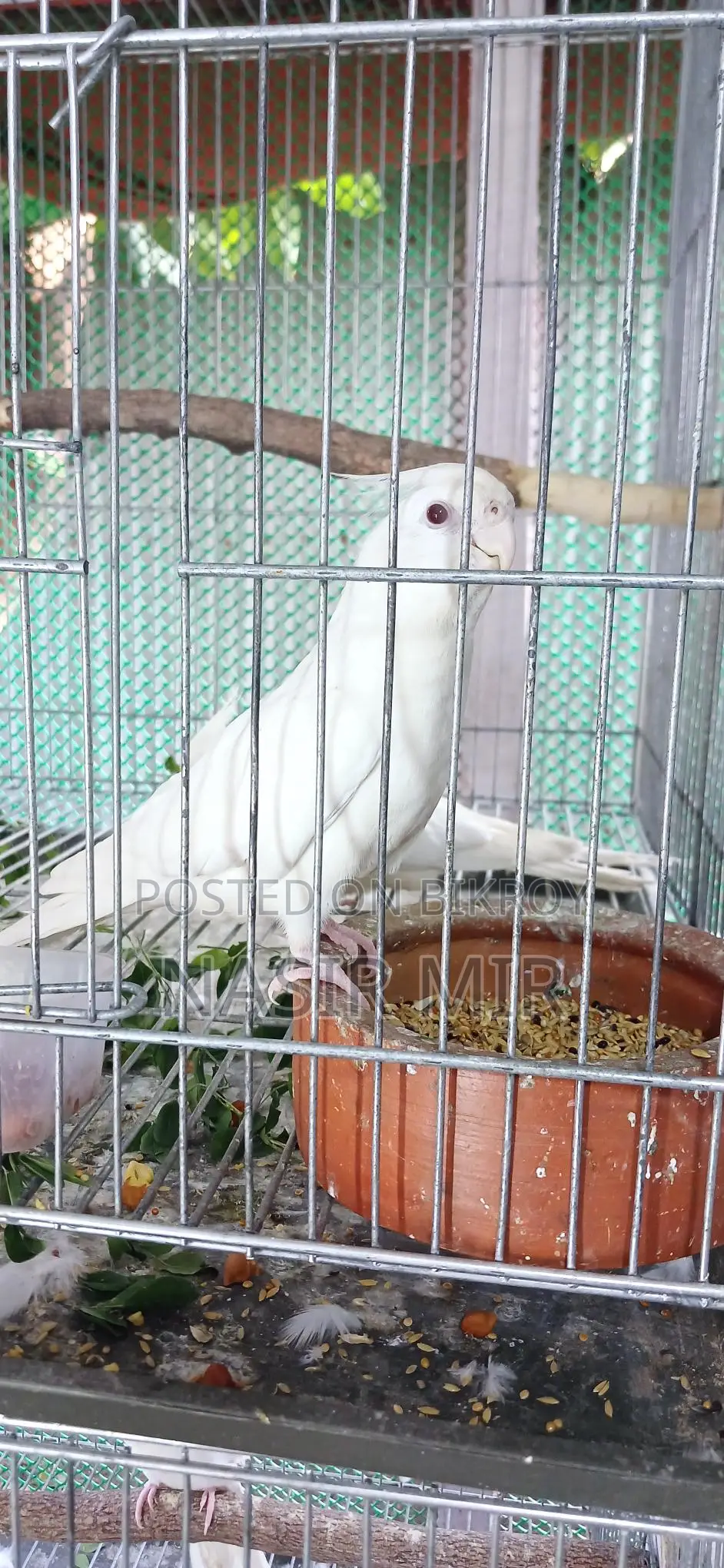 Three pairs of running Albino Cockatiels
