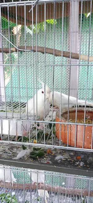 Three pairs of running Albino Cockatiels