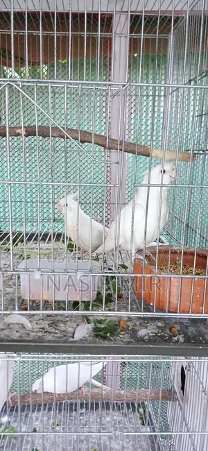 Three pairs of running Albino Cockatiels