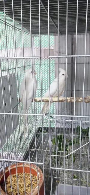 Three pairs of running Albino Cockatiels