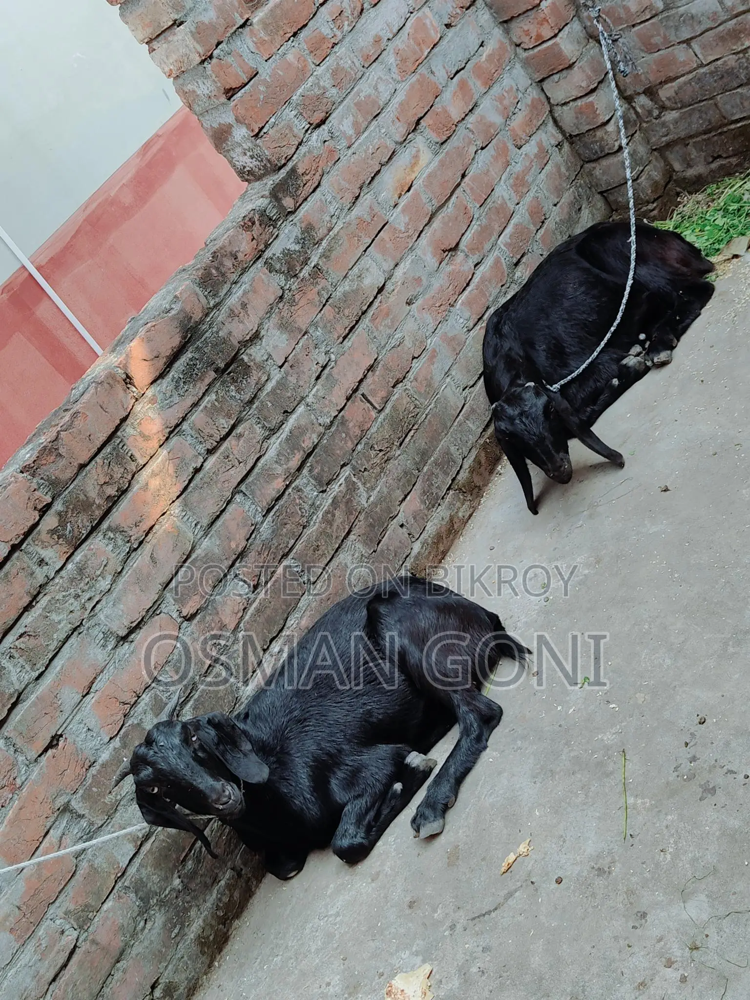 দেসি কাসি