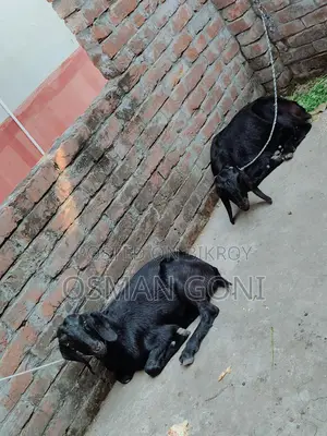 দেসি কাসি
