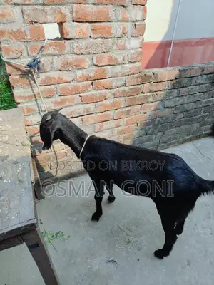 দেসি কাসি