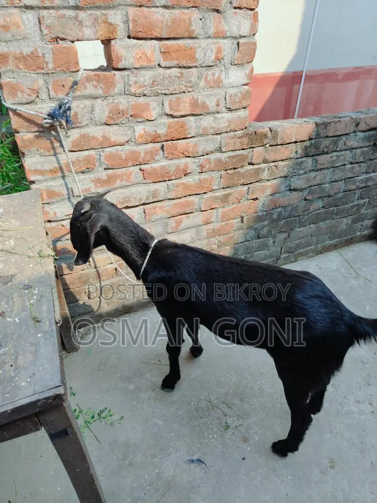 দেসি কাসি