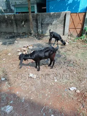 দেসি কাসি