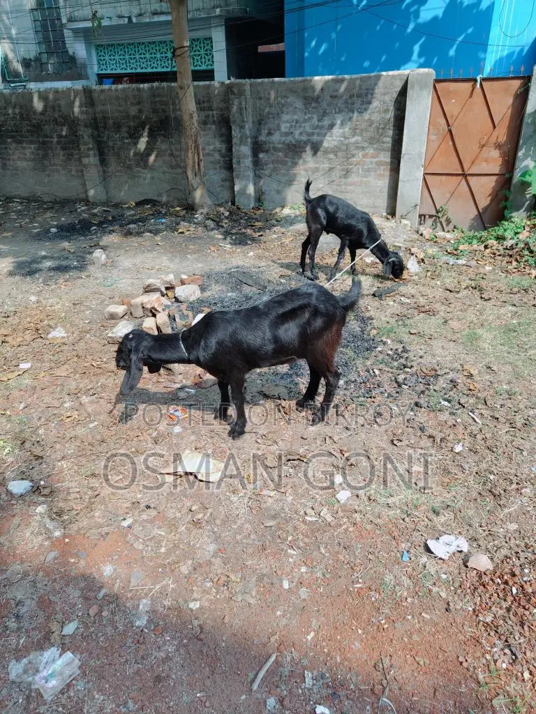 দেসি কাসি