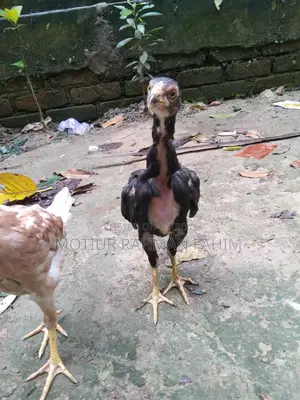 অরিজিনাল ইন্ডিয়ান ব্লাড