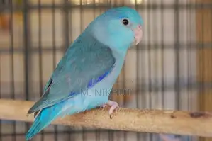 Forpus Bird