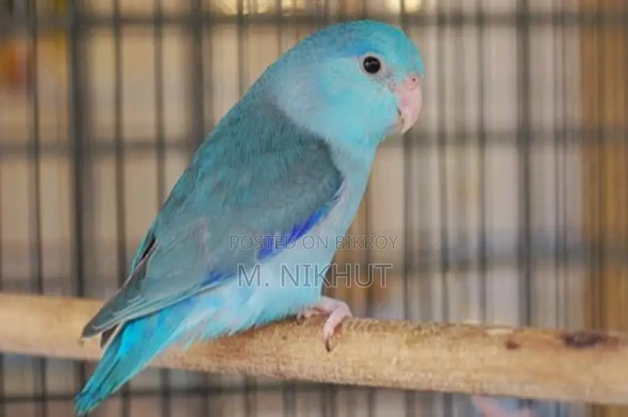 Forpus Bird