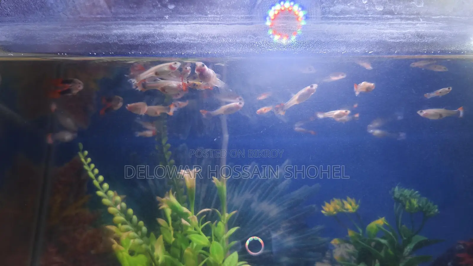 Aquarium Fish Used