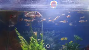Aquarium Fish Used