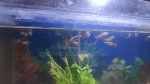 Aquarium Fish Used