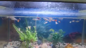 Aquarium Fish Used