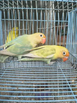 Running Love Bird Parblue