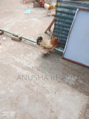 ব্রহ্মা মুরগি