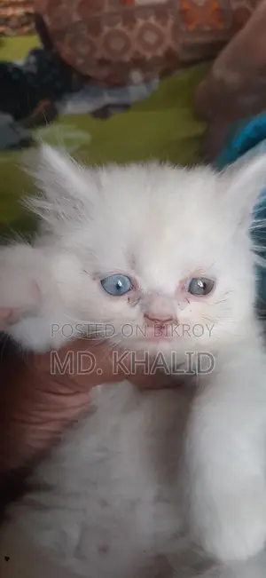 Baby Cat
