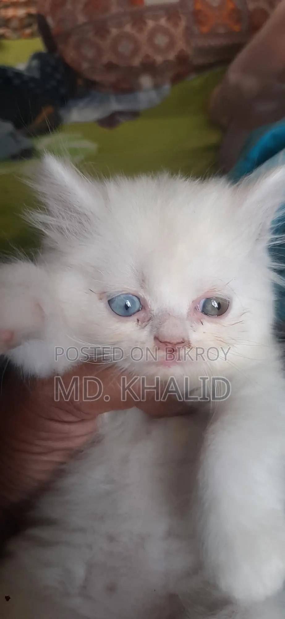 Baby Cat