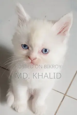 Baby Cat