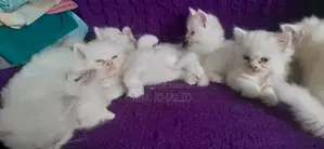 Baby Cat