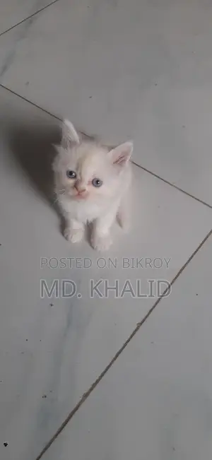 Baby Cat