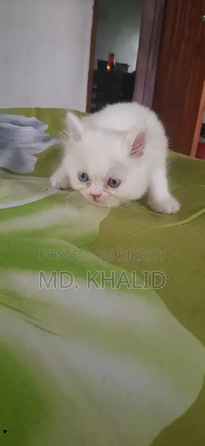 Baby Cat