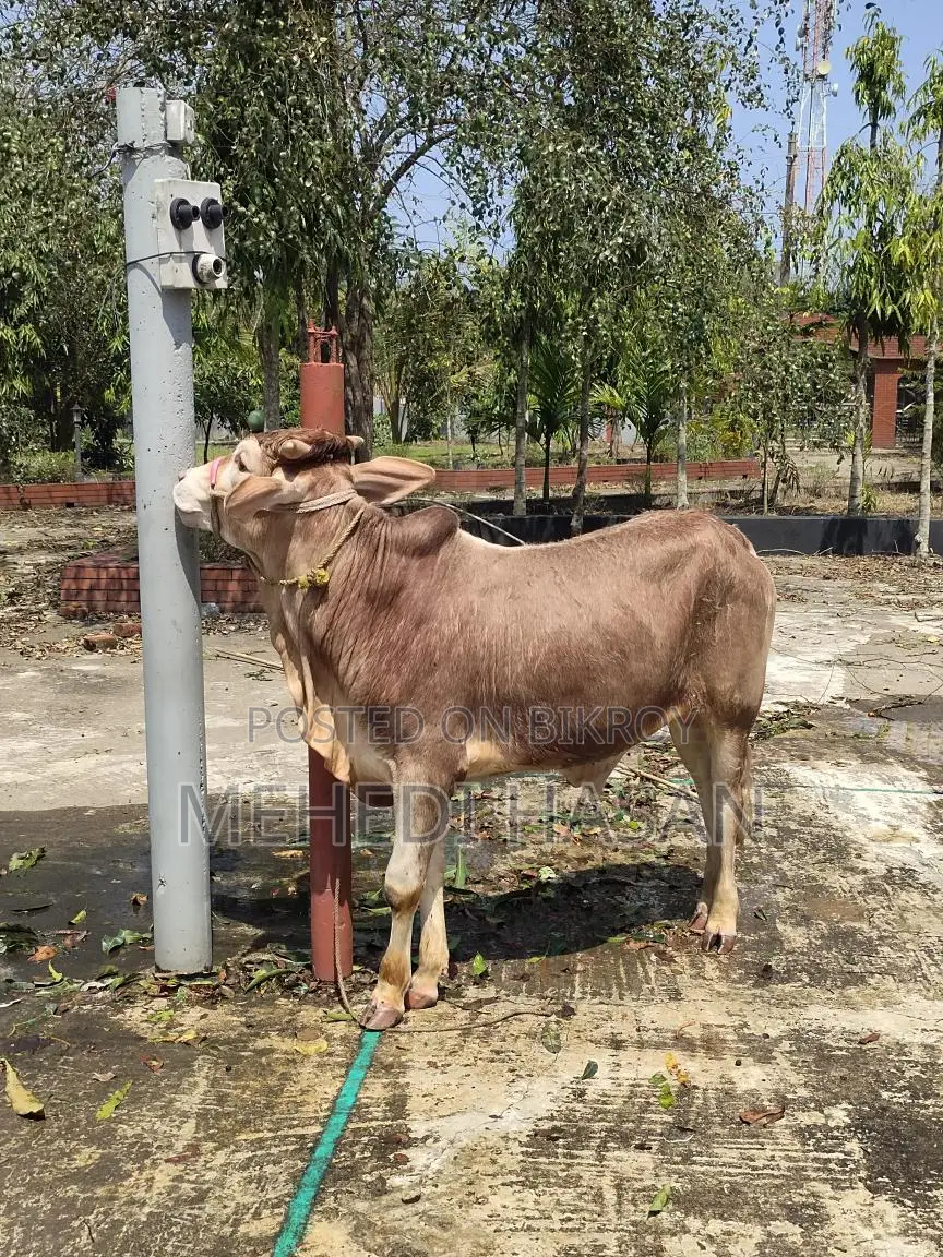 লাল ষাঁড় গরু বিক্রি হবে