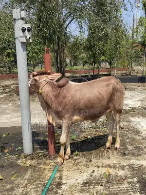 লাল ষাঁড় গরু বিক্রি হবে