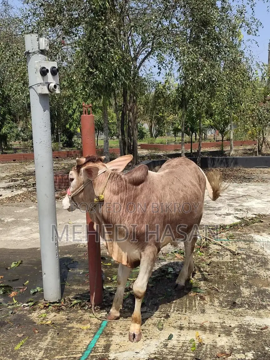 লাল ষাঁড় গরু বিক্রি হবে