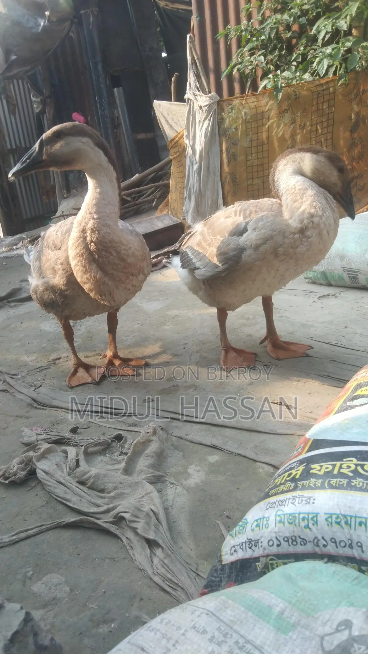 Royal Swan for sale