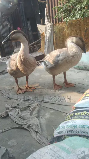 Royal Swan for sale