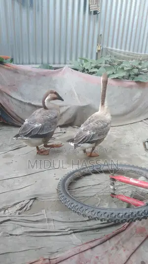 Royal Swan for sale