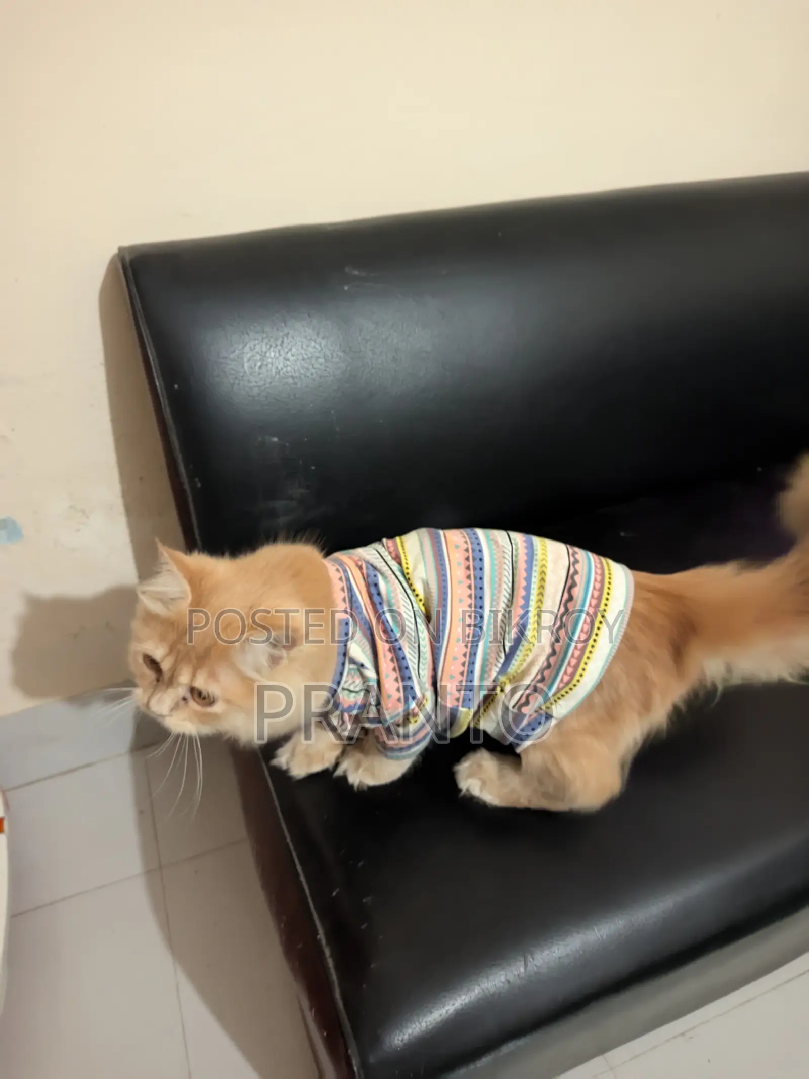 Persian Cat(male)